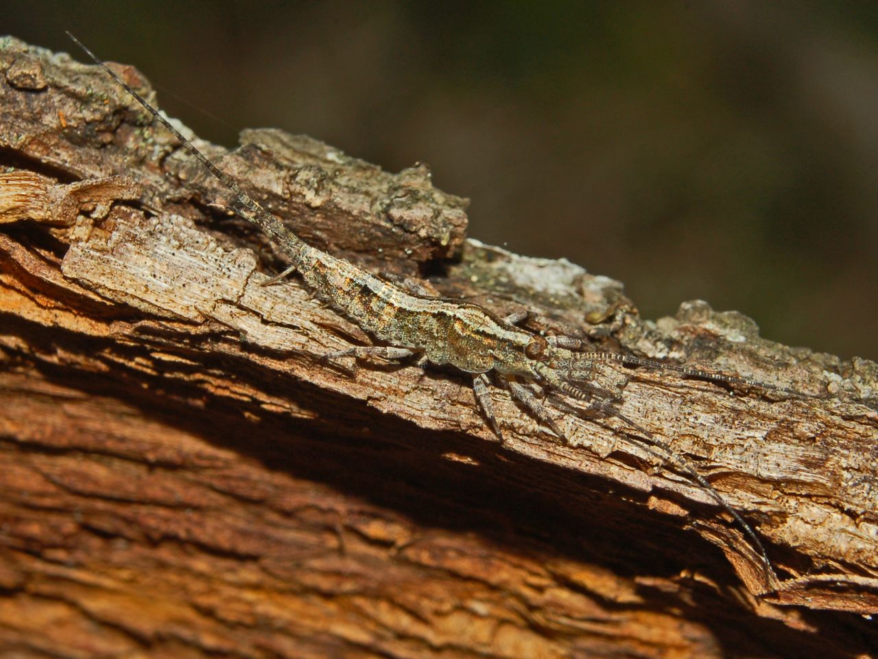 Machilidae Machilis sp.